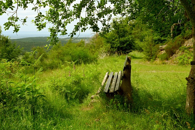 许是他们调 许是他们调
